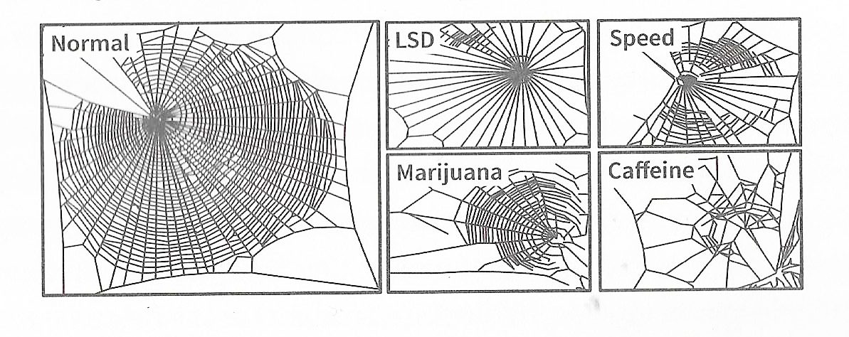 Effects Of Various Drugs on Spider Web Building