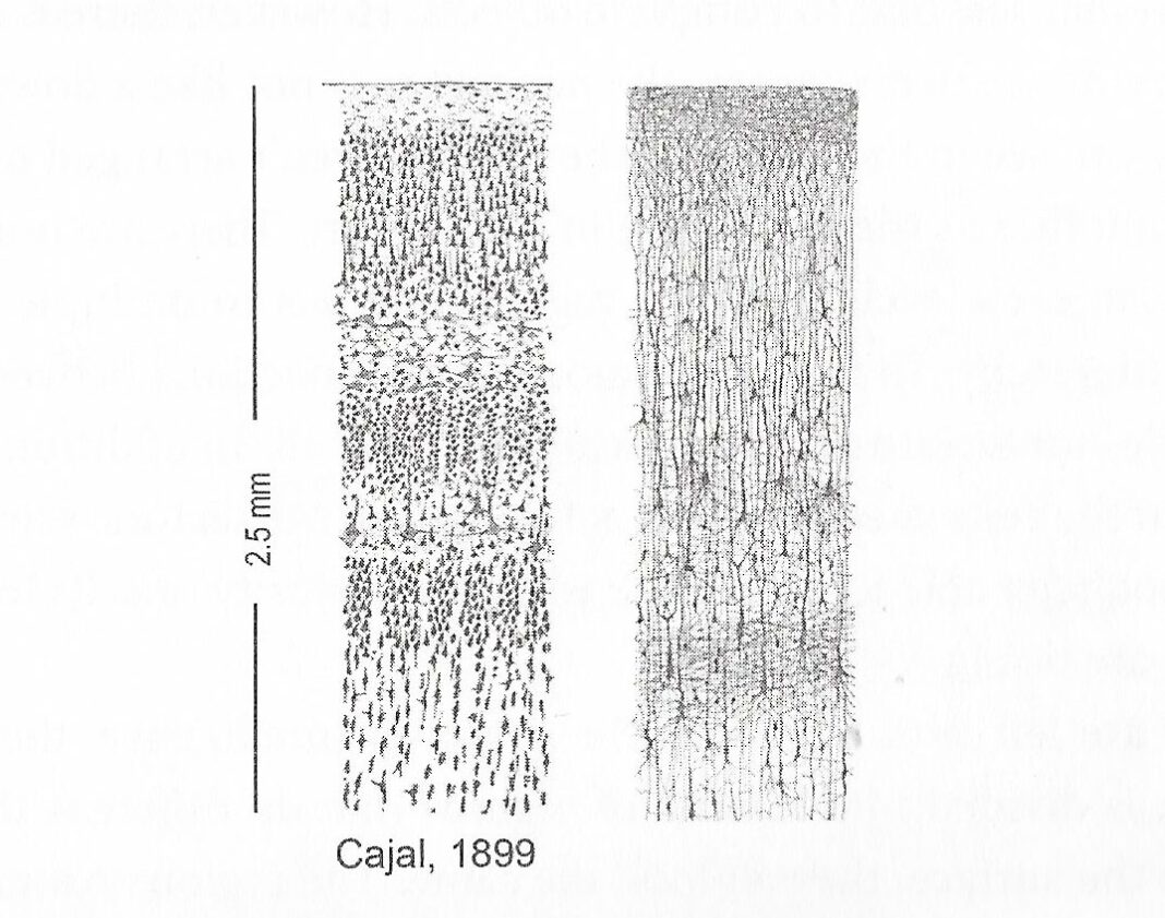 Neocortex Napkin The Past, The Present and A Fresh Start - Nursing Daddy