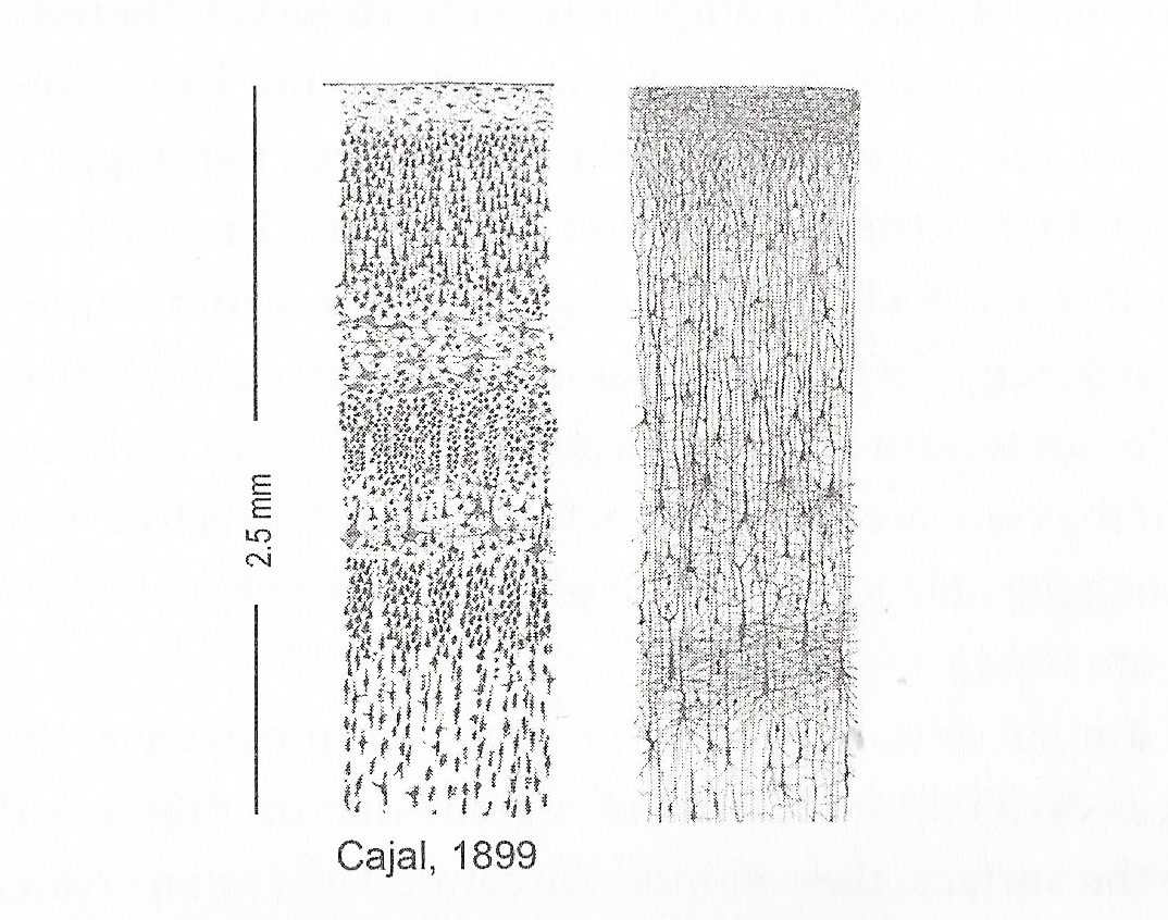 Neurons In a Slice of Neocortex