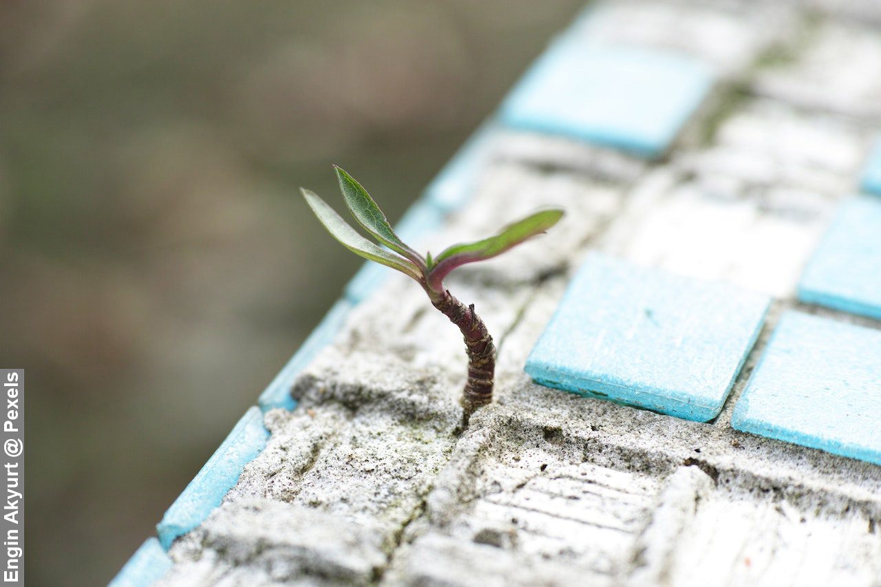 Coping strategies for difficult times a green leafed plant growing on sand between tiles