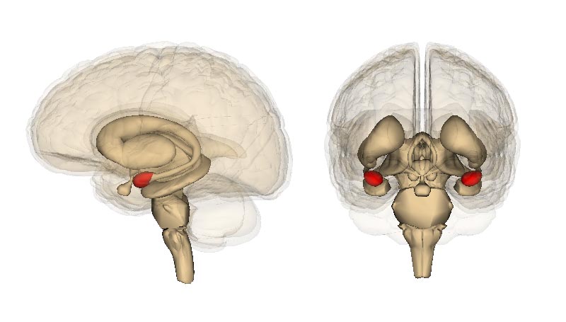 The Science of smiles, with a transparent views of the human brain set against a white background: a side view showing one amygdala in red, and a back view revealing both amygdalae in red. The bone structure from the neck up is also visible.