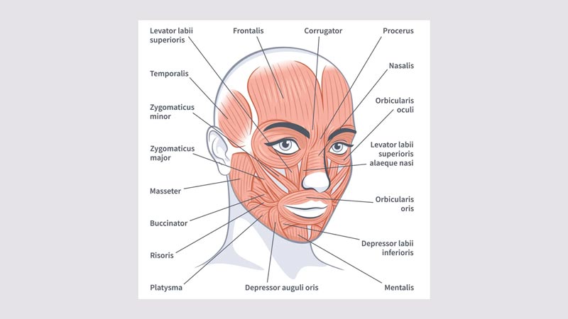 Vector illustration of the detailed anatomy of female facial muscles, showing the science of smiles on isolated on a light background