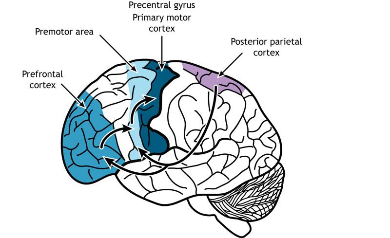 Black and white sketch of the human brain, with distinct coloured outlines marking the Prefrontal Cortex, Motor Cortex, Posterior Parietal Cortex, and Premotor Area. The Prefrontal and Motor Cortex are central in this depiction.